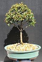 Algopix Similar Product 7 - Brush Cherry Bonsai Tree by Sheryls Shop