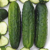 Algopix Similar Product 4 - Sassy Hybrid Cucumbers