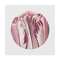 Algopix Similar Product 2 - Trademark Fine Art Tulips Circle by