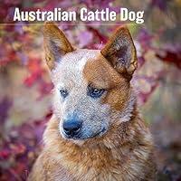 Algopix Similar Product 8 - MegaCalendars  Australian Cattle Dog