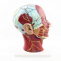 Algopix Similar Product 18 - Medical Head Sagittal Section Skull