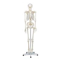 Algopix Similar Product 8 - Buddy the Budget Skeleton1021930 