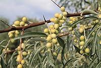 Algopix Similar Product 17 - Russian Olive Tree Seeds for Planting