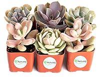 Algopix Similar Product 3 - Shop Succulents  Soft Pink Collection