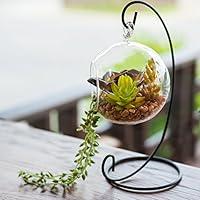 Algopix Similar Product 11 - MyGift Clear Glass Hanging Air Plant