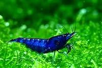 Algopix Similar Product 11 - ShrimpRack 10 Blue Dream High Grade