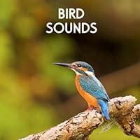 Algopix Similar Product 13 - Gentle Birds and Forest Stream for
