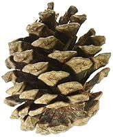 Algopix Similar Product 8 - Winter Woods Natural Red Pinecones 7oz