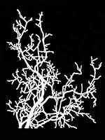 Algopix Similar Product 6 - 9 x 12 Delicate Bare Branch and Twigs