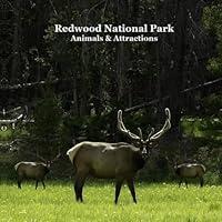 Algopix Similar Product 18 - Redwood National Park Animals and