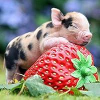 Algopix Similar Product 11 - Yeefant Little Pet Pig with Strawberry