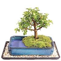 Algopix Similar Product 6 - Brussels Live Dwarf Jade Indoor Bonsai
