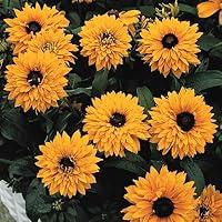 Algopix Similar Product 4 - Rudbeckia Goldilocks  Certified