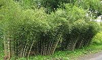 Algopix Similar Product 8 - 50 Rare Umbrealla Bamboo Seeds Privacy