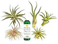 Algopix Similar Product 16 - 6 pc Air Plant Tillansia Starter Set by