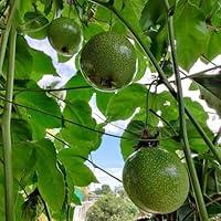 Algopix Similar Product 9 - 25pcs green passion fruit seeds