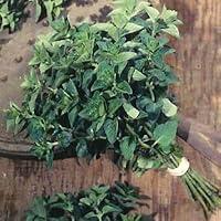 Algopix Similar Product 15 - Oregano Vulgare Seeds  Herb Seed