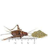 Algopix Similar Product 5 - Joshs Frogs 34 GUTLOADED Banded