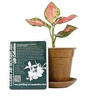 Algopix Similar Product 2 - Clean Air Plant in EcoFriendly Pot 