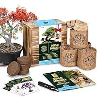 Algopix Similar Product 18 - Bonsai Tree Seed Starter Kit  Mini