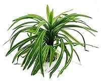 Algopix Similar Product 19 - CNZ Aquarium Decor Fish Tank Decoration