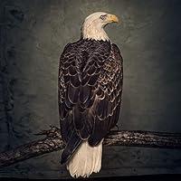 Algopix Similar Product 17 - Book of Bad Decisions