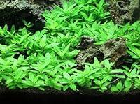 Algopix Similar Product 2 - Staurogyne Repens Tissue Cultured 