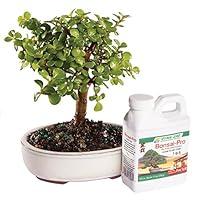 Algopix Similar Product 12 - Brussels Live Dwarf Jade Indoor Bonsai