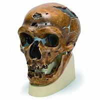 Algopix Similar Product 4 - 3B Scientific VP7511 La