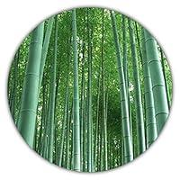 Algopix Similar Product 10 - Giant Bamboo  50 SeedsWinter