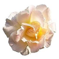 Algopix Similar Product 3 - Brindabella Glow Shrub Rose  One of