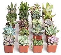 Algopix Similar Product 16 - Shop Succulents Unique Succulent Plant