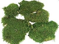 Algopix Similar Product 14 - Preserved Green Sheet Moss Dried