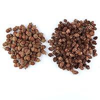 Algopix Similar Product 4 - Factory Direct Craft Autumn Mix of