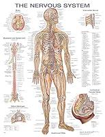 Algopix Similar Product 4 - The Nervous System Anatomical Chart