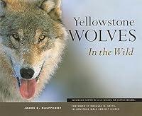 Algopix Similar Product 18 - Yellowstone Wolves in the Wild