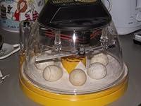 Algopix Similar Product 2 - The Day I Incubated My Chicken Eggs