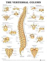 Algopix Similar Product 1 - The Vertebral Column Anatomical Chart