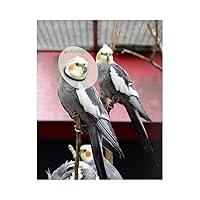 Algopix Similar Product 5 - KVP Bird E-Collar, 2.75-3.5"/6"
