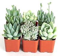 Algopix Similar Product 1 - Shop Succulents  Soft Pink Collection
