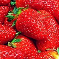 Algopix Similar Product 7 - SEBIOLA 2000 Red Strawberry Seeds 