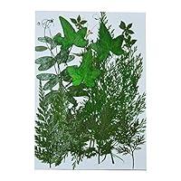 Algopix Similar Product 4 - Uokwiwi Real Dried Pressed Flowers