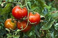 Algopix Similar Product 12 - Organic SunDried Tomatoes 2 Pounds 