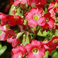 Algopix Similar Product 4 - Iron Cross (Oxalis)