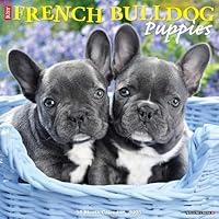 Algopix Similar Product 14 - Just French Bulldog Puppies 2025 12 x