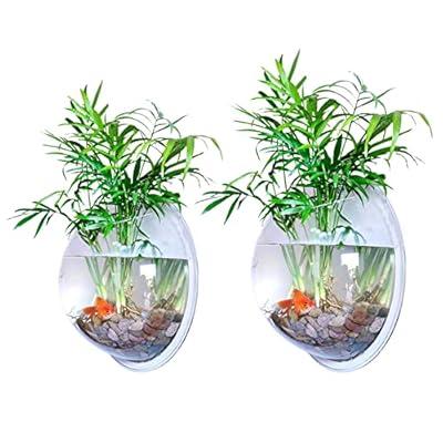 Buy 16-Pack Acrylic Hanging Globe, Air and Tillandsia Holder