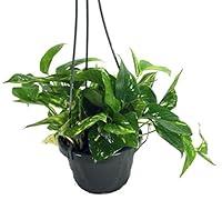 Algopix Similar Product 12 - Golden Devils Ivy  Pothos 