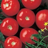 Algopix Similar Product 15 - Tomato Mountain Fresh Plus F1 
