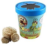 Algopix Similar Product 1 - Bug Sales Praying Mantis Egg Cases  2