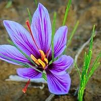 Algopix Similar Product 7 - Crocus BulbsSaffron Crocus Bulbs for